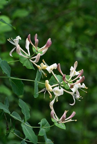 Tuinkamperfoelie (Lonicera caprifolium)