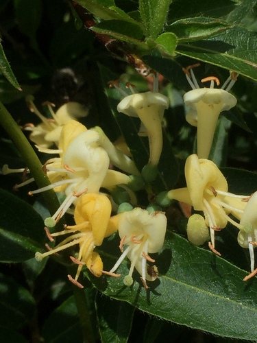 Groenblijvende kamperfoelie (Lonicera henryi)