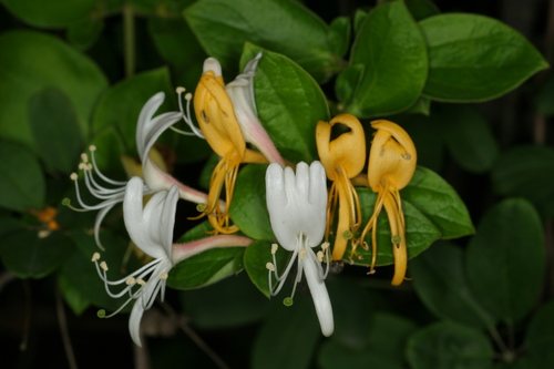 Kamperfoelie (Lonicera japonica)