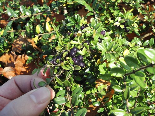 Kamperfoelie (Lonicera nitida)