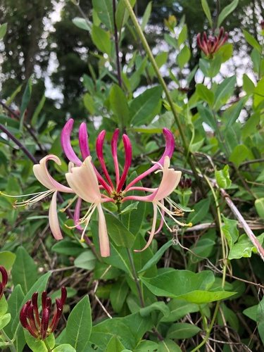 Wilde kamperfoelie (Lonicera periclymenum)
