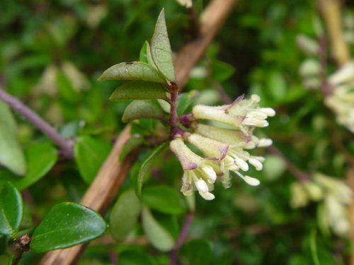 Struikkamperfoelie (Lonicera pileata)