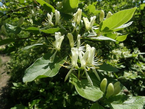- (Lonicera ruprechtiana)