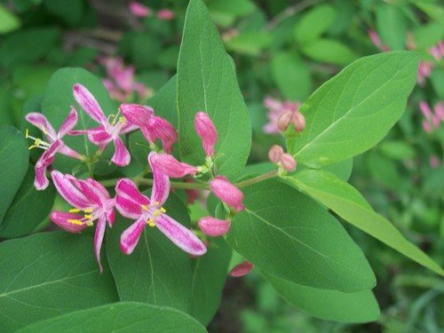 Tartaarse kamperfoelie (Lonicera tatarica)