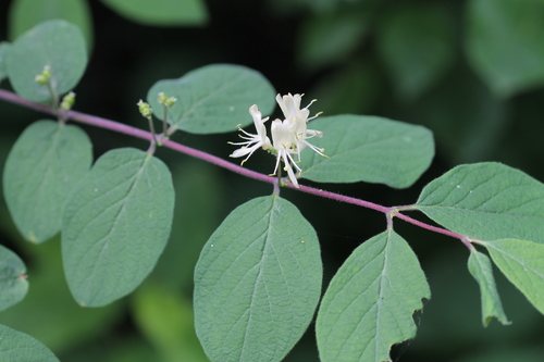 Rode kamperfoelie (Lonicera xylosteum)