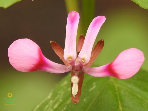 Muskietenbloem (Lopezia racemosa)