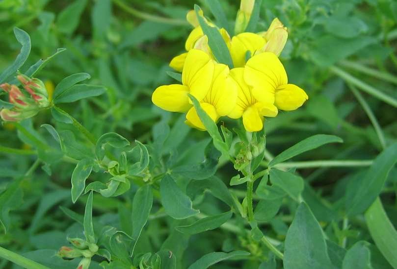Gewone rolklaver (Lotus corniculatus var. corniculatus)