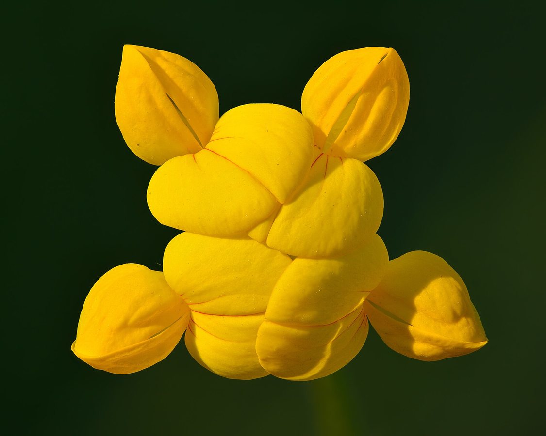 Rechte rolklaver (Lotus corniculatus var. sativus)