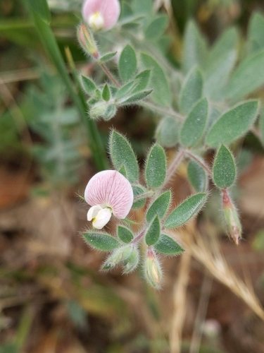 Smalle rolklaver (Lotus glaber)