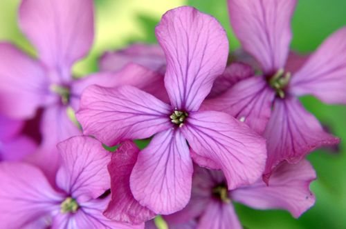 Judaspenning / Tuinjudaspenning (Lunaria annua)