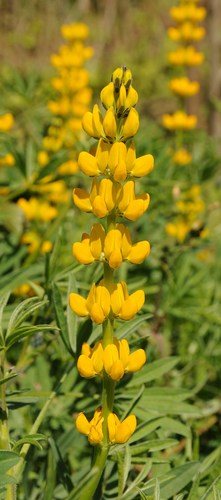 Gele lupine (Lupinus luteus)