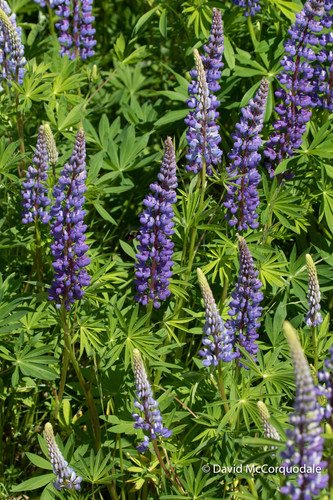 Vaste lupine (Lupinus polyphyllus)