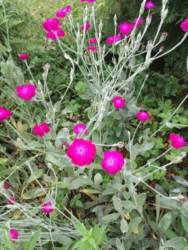 Prikneus (Lychnis coronaria)
