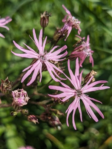 Echte koekoeksbloem (Lychnis flos-cuculi)
