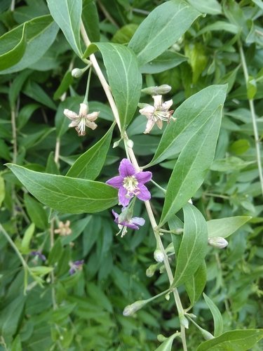 Boksdoorn (Lycium barbarum)