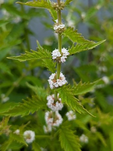 Wolfspoot (Lycopus europaeus)