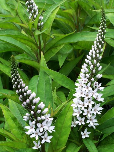 - (Lysimachia clethroides)