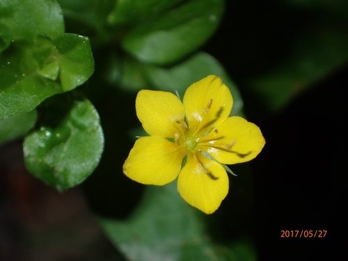 Boswederik (Lysimachia nemorum)