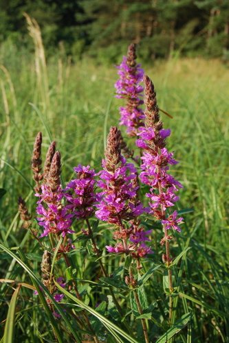 Grote kattenstaart / Gewone kattenstaart (Lythrum salicaria)