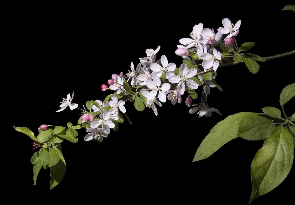 Sierappel (Malus floribunda)