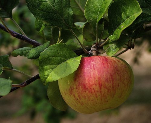 Wilde appel (Malus sylvestris)
