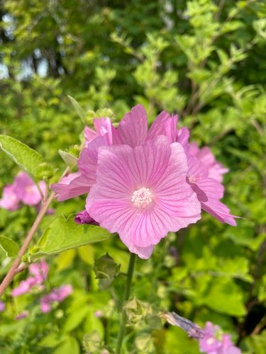 Vijfdelig kaasjeskruid (Malva alcea)