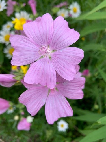 Muskuskaasjeskruid (Malva moschata)