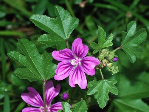 Groot kaasjeskruid (Malva sylvestris)