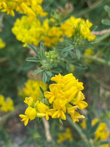Sikkelklaver (Medicago falcata)