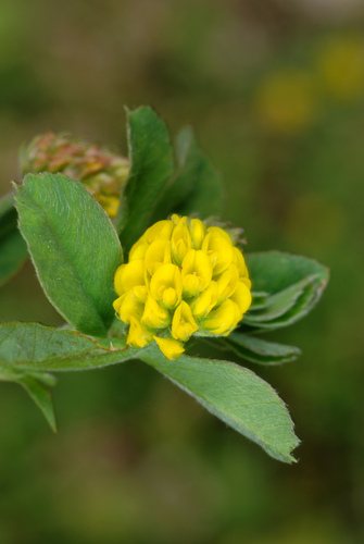 Hopklaver (Medicago lupulina)