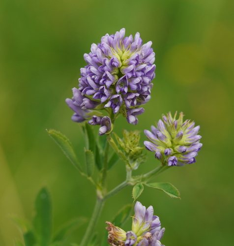 Luzerne (Medicago sativa)