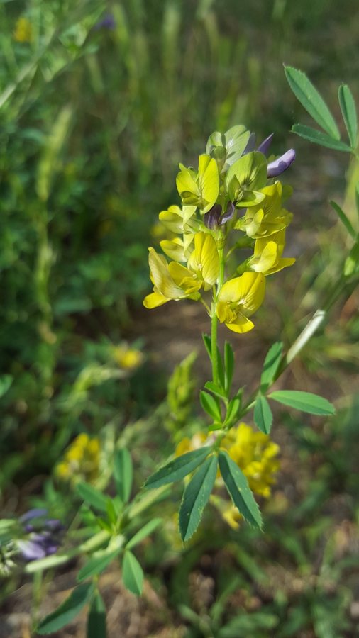 Bonte luzerne (Medicago x varia)