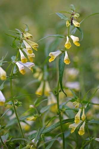 Hengel (Melampyrum pratense)