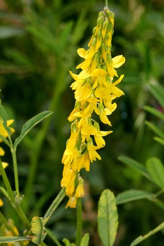Goudgele honingklaver (Melilotus altissimus)