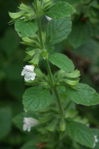 Citroenmelisse (Melissa officinalis)