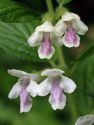 Bijenblad (Melittis melissophyllum)