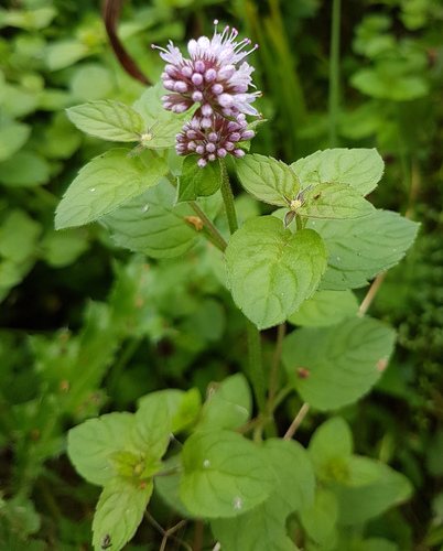 Watermunt (Mentha aquatica)