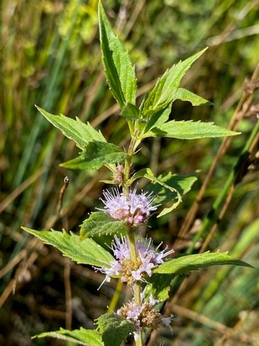 Akkermunt (Mentha arvensis)