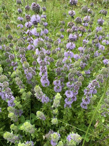 Polei (Mentha pulegium)