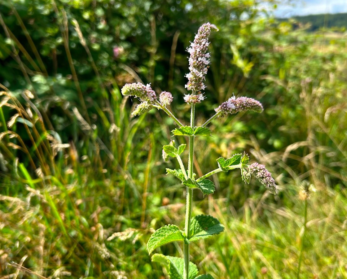 Wollige munt (Mentha x rotundifolia)
