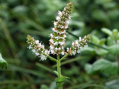 Witte munt (Mentha suaveolens)
