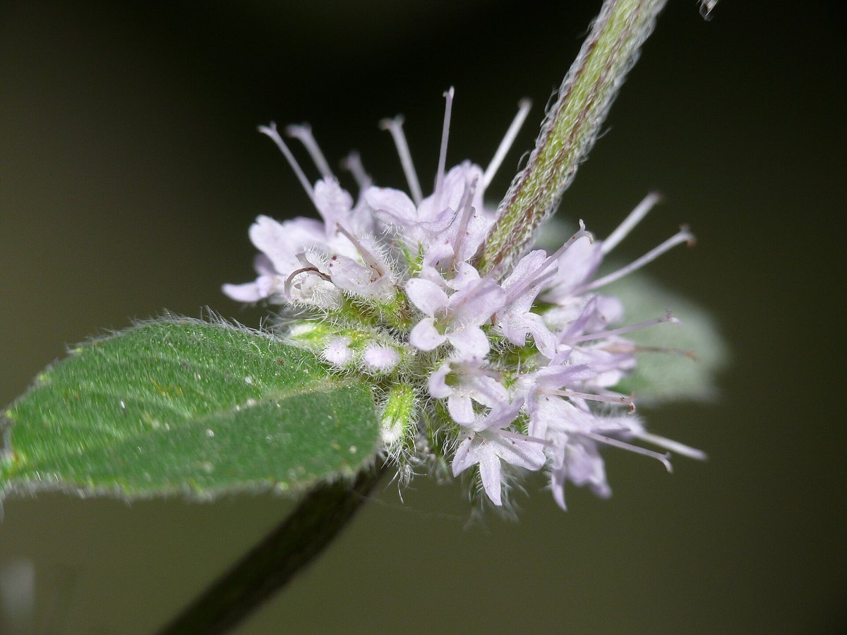 Kransmunt (Mentha verticillata)