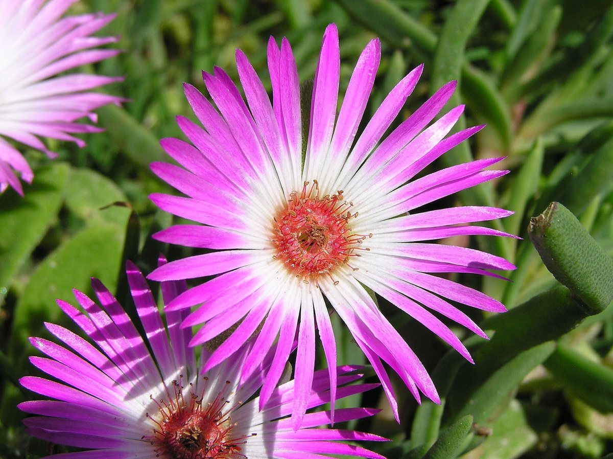 IJsplantje / IJsbloem / IJskruid (Mesembryanthemum criniflorum)
