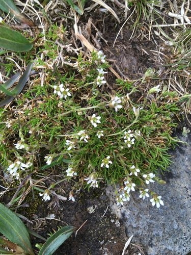 Tweebloemige muur (Minuartia biflora)