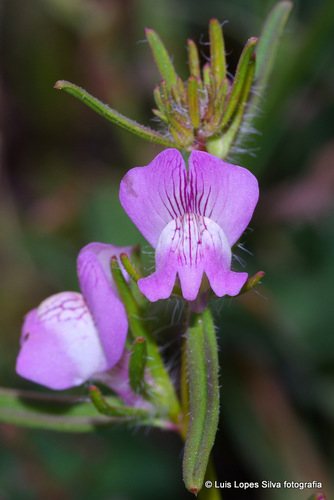 Akkerleeuwenbek (Misopates orontium)