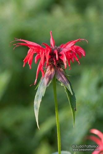 Monarda (Monarda didyma)