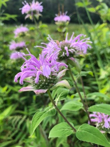 Monarda (Monarda fistulosa)