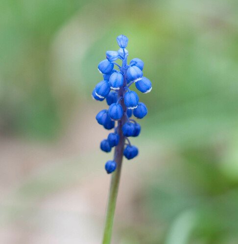 Blauwe druifjes (Muscari botryoides)