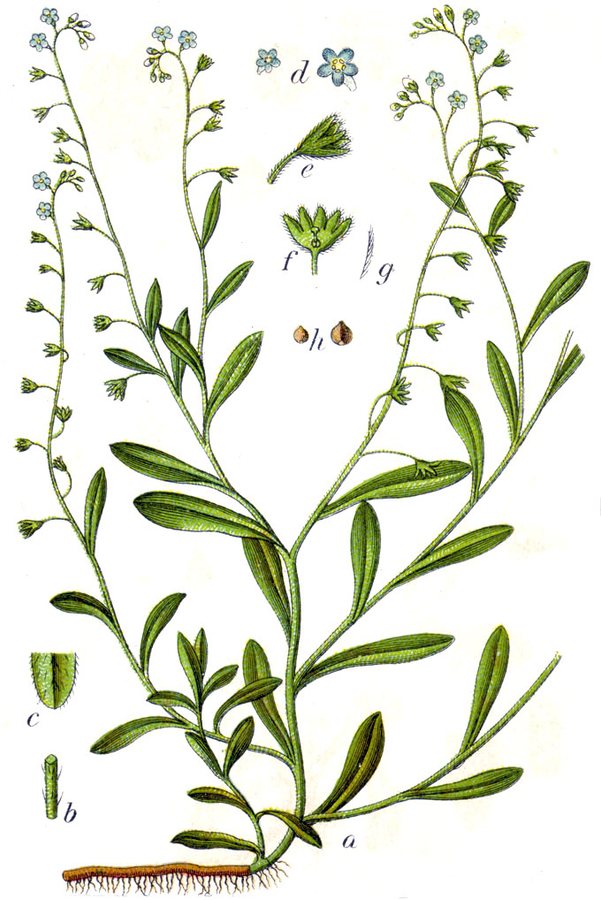 Zompvergeet-mij-nietje (Myosotis laxa ssp. cespitosa)