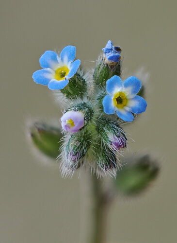Ruw vergeet-mij-nietje (Myosotis ramosissima)
